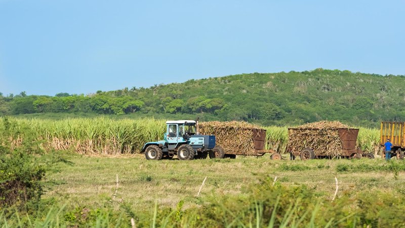 Sugar cane harvest — the raw material in the process of alcohol fermentation. (Source: © mabofoto@icloud.com / stock.adobe.com)