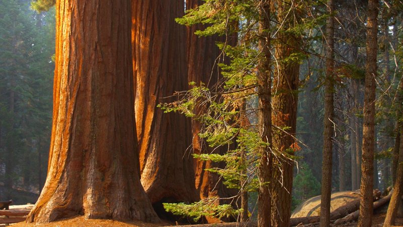 Majestic sequoias accumulate solar energy for hundreds of years. (Source: © Kenneth Sponsler / stock.adobe.com)