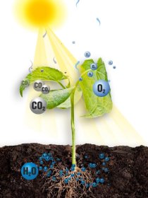 Photosynthesis animated diagram