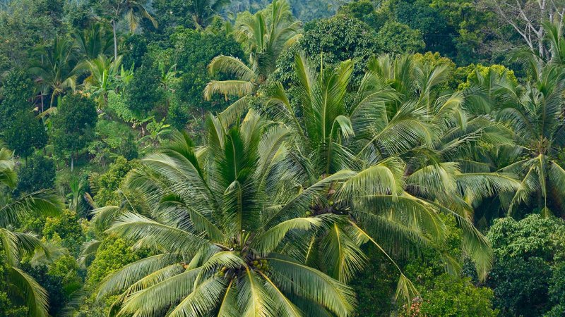 Biomass – a continually renewing energy source. (Source: © Rostislav Ageev / stock.adobe.com)