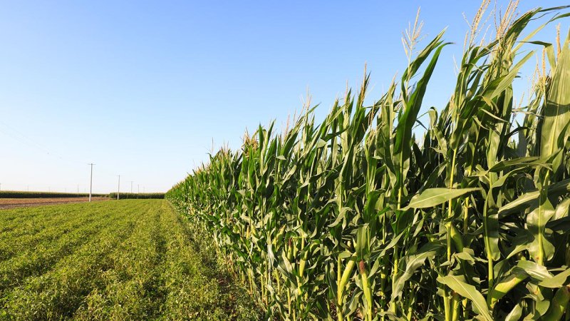 Corn – a crop that can be used for food as well as biofuel production. (Source: © junrong / stock.adobe.com)