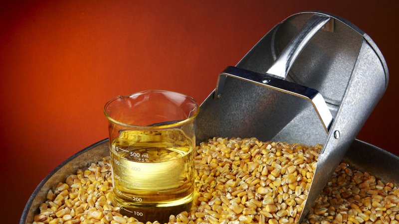 Production of bioethanol by the alcoholic fermentation of sugars contained in corn is still very energy intensive. (Source: © Jim Barber / stock.adobe.com)