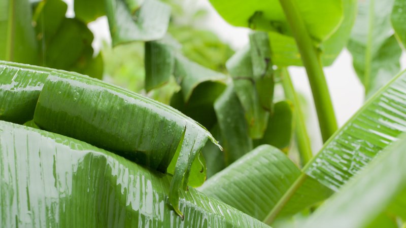 A torrential rain can damage banana leaves in a tropical forest. (Source: © suthisak / stock.adobe.com)