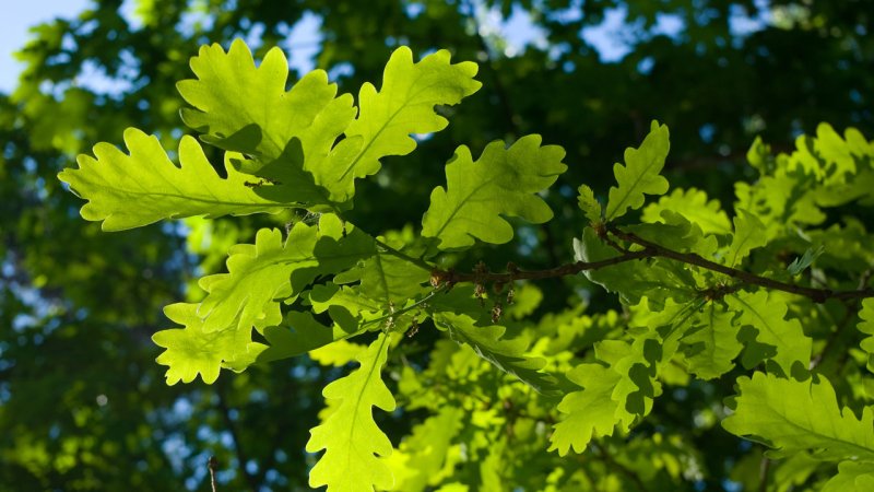 2.&nbsp; &nbsp;Light breeze: Wind felt on the face, leaves rustle, ordinary vanes moved by wind. Wind speed: 6—11&nbsp;km/h, wave height: about 0.13&nbsp;m (Source: © Lidara/ stock.adobe.com)