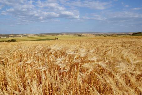 Huge fields of grain, the straw of which can be used for energy production. (Source: © flohego / stock.adobe.com)