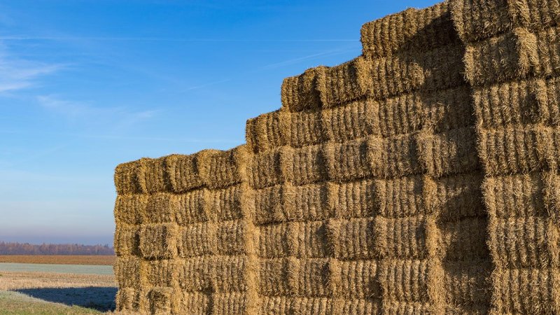 Straw from grain crops can have a heating value of up to 14 GJ/t and is therefore a valued renewable fuel. (Source: © hopsalka / stock.adobe.com)