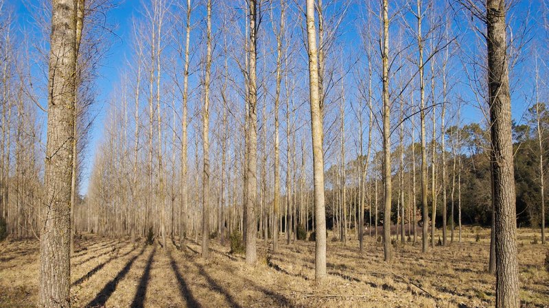 Fast-growing tree species in forest plantations are grown for energy purposes. (Source: © patm83 / stock.adobe.com)