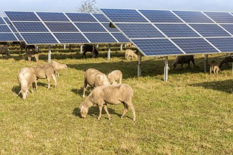 The operation of a photovoltaic power plant can conveniently be combined with sheep husbandry. (Source: © Karoline Thalhofer / stock.adobe.com)