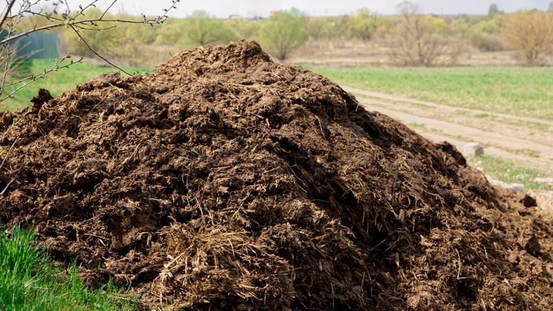 Even a pile of cow manure is a form of biomass. (Source: © Kondor83 / stock.adobe.com)