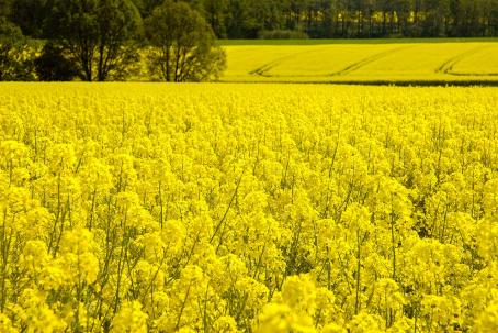 Rapeseed seeds are used to produce biofuel by the process of esterification. (Source: © Tetastock / stock.adobe.com)