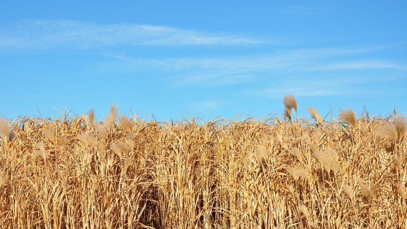 Giant grass (Miscanthus) grows up to 4 meters high and is considered an energetically very prospective plant. (Source: © Robert Biedermann / stock.adobe.com)