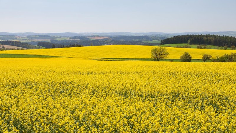 Yellow fields of rapeseed — grown to be used as biomass. (Source: © Daniel Prudek / stock.adobe.com)