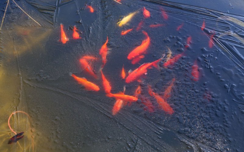 Why does the pond freeze from the surface? (Source: © Wirestock / stock.adobe.com)