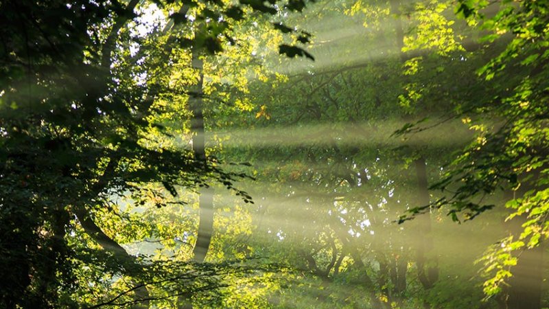 Sunlight reaches the Earth’s surface in the form of direct and diffuse radiation. (Source: © sanderstock / stock.adobe.com)