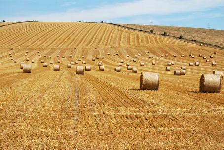 Less than a fifth of the yearly straw production can be used for energetic purposes. (Source: © MJB / stock.adobe.com)