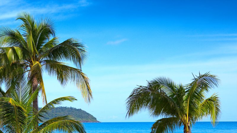 Palms on an island in a tropical region. (Source: © Maria Skaldina / stock.adobe.com)