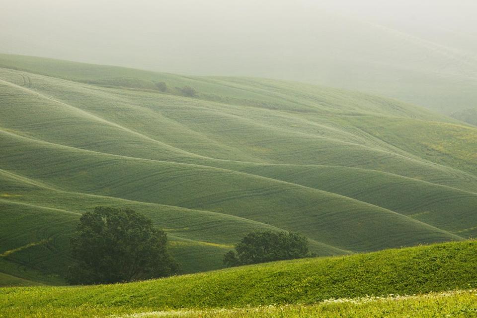 The growth of green organic matter — a potential source of energy biomass. (Source: © pitrs / stock.adobe.com)