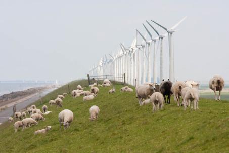 Research has shown that wind turbines do not disturb animals. (Source: © Kruwt / stock.adobe.com)