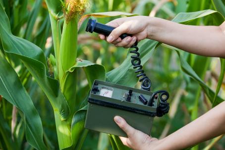 Radiation measurement of corn plants using a device based on the Geiger-Müller detector. (Source: © wellphoto / stock.adobe.com)