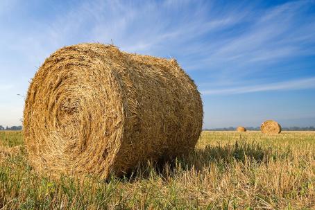 The disadvantage of straw combustion is its large volume and the need to alter the combustion process. (Source: © Yuriy Kulik / stock.adobe.com)