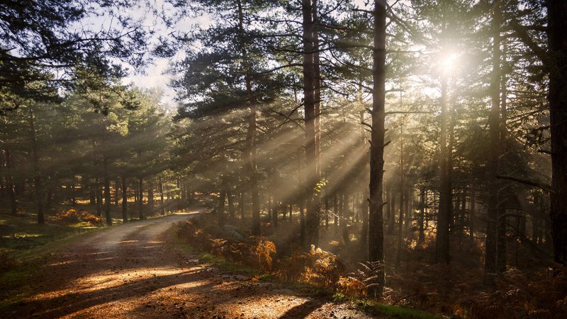 Sunlight piercing through the veils of mist can create remarkable sights. (Source: © pintxoman / stock.adobe.com)