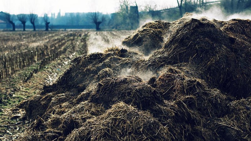 Waste from animal husbandry is often used as a raw material for biogas production. (Source: © holdeneye / stock.adobe.com)