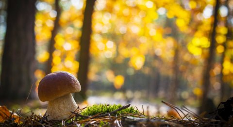 Do mushrooms really contain heavy metals?