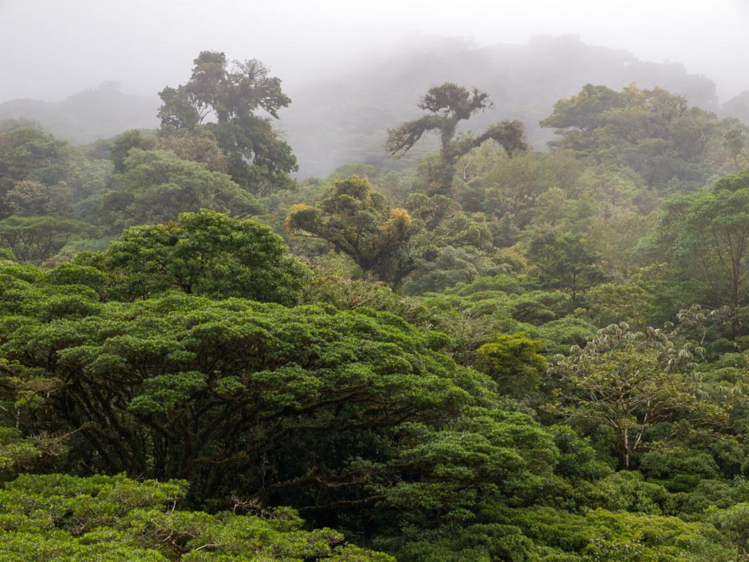 Water evaporation in a rain forest in Costa Rica. (Source: © monigre / stock.adobe.com)