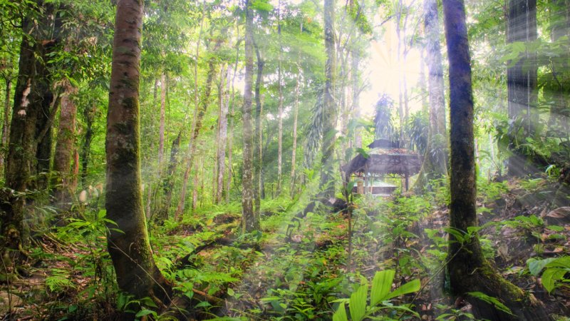 Sun rays penetrate to lower layers of the rain forest, aiding water evaporation. (Source: © wong yu liang / stock.adobe.com)