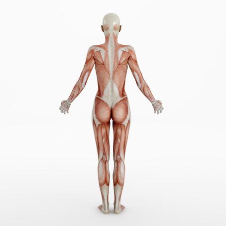 Human body. (Source: © Ralf Paulzen / stock.adobe.com)