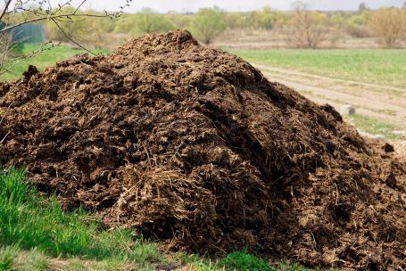 Pile of manure. (Source: © Kondor83 / stock.adobe.com)