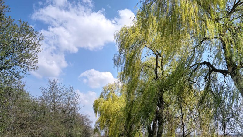 3.&nbsp; &nbsp;A gentle breeze: Leaves and small twigs in constant motion, wind extends light flag. Wind speed: 12—19&nbsp;km/h, wave height: 0.3—0.7&nbsp;m (Source: © kootek / stock.adobe.com)