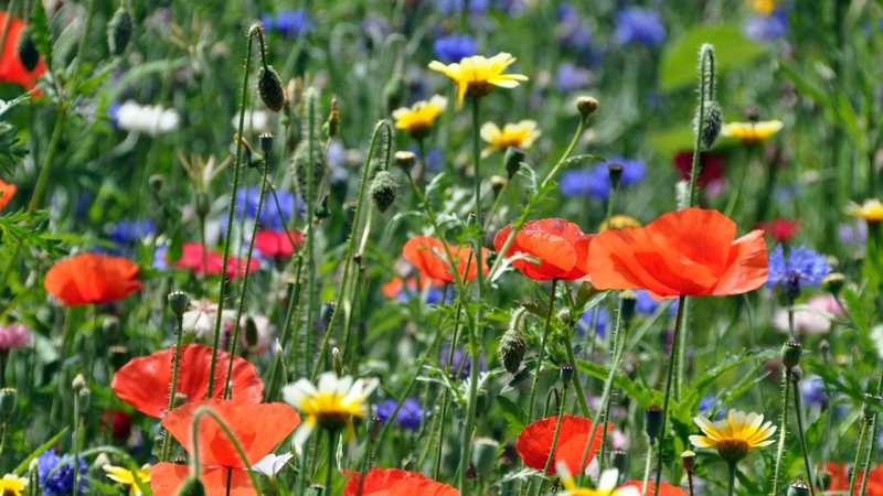 One of the most beautiful forms of biomass — a blooming meadow. (Source: © Stihl024 / stock.adobe.com)