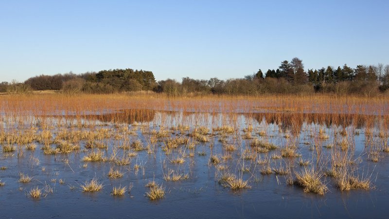 Young willow tree plants grown on flood plains are later used as biofuel. (Source: © emjay smith / stock.adobe.com)