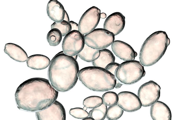 Illustration of saccharomyces cerevisiae yeast. (Source: © Dr_Microbe / stock.adobe.com)