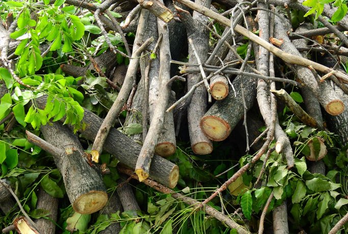 Example of dendromass. (Source: © srckomkrit / stock.adobe.com)