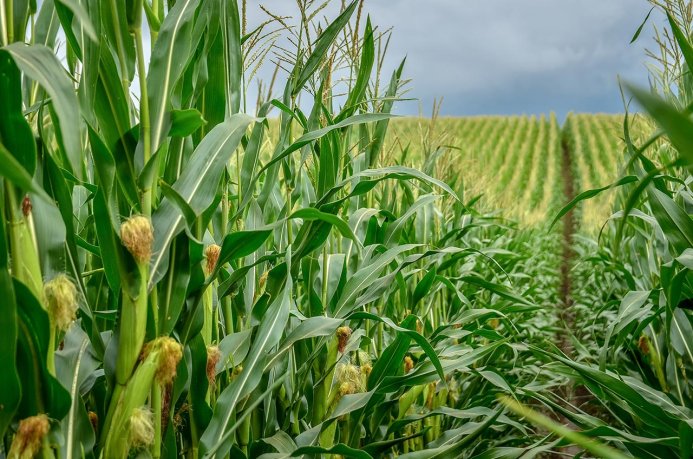 Maize is an example of a biomass that also has energetic applications. (Source: © kyrychukvitaliy / stock.adobe.com)