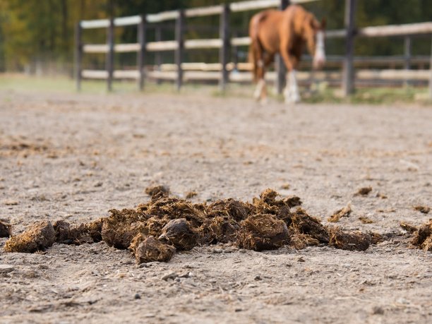 Horse faeces are example of zoomass. (Source: © dewessa / stock.adobe.com)