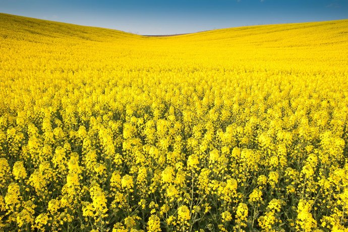 Rapeseed can be a source of biofuels. (Source: © Dusan Kostic / stock.adobe.com)