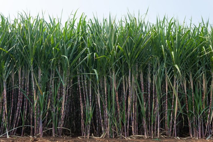 Sugarcane plantation. (Source: © RealityImages / stock.adobe.com)