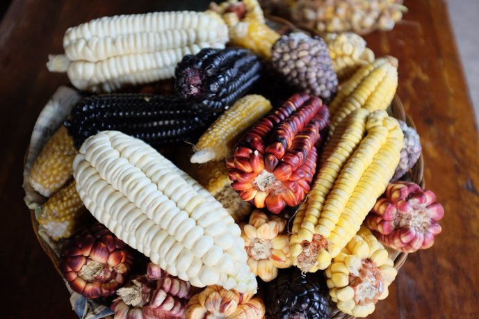 Genetic modification via selective breeding created various types of corn. (Source: © KUDA / stock.adobe.com)