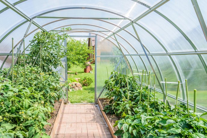 Vegetables growing inside a small garden greenhouse. (Source: © dbrus / stock.adobe.com)