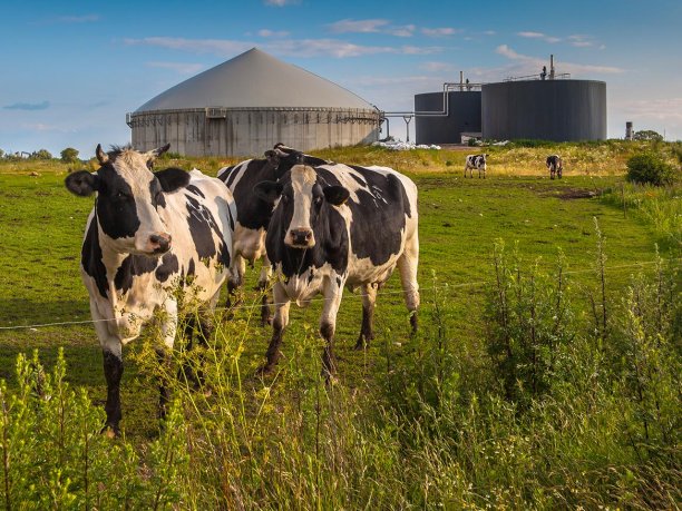 Biogas in biogas station is produced by anaerobic digestion of cow manure. (Source: © creativena-ture.nl / stock.adobe.com)