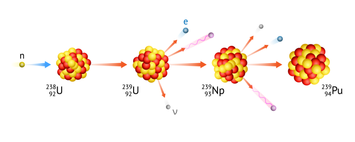 Transmutation of uranium 238 into plutonium 239 by several subsequent processes.