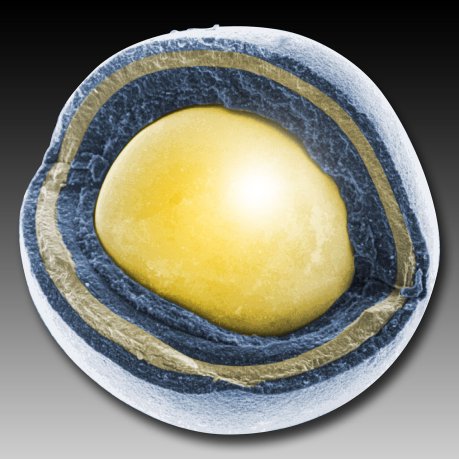 Multi-layered TRISO fuel particle. (Source: Wikipedia.org)